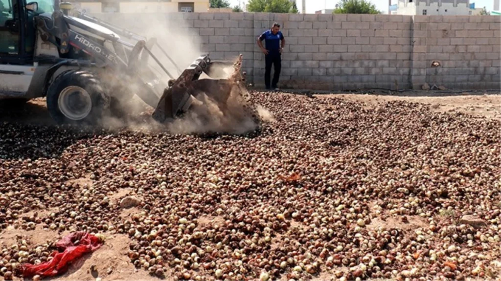 Şanlıurfa’da kurutulup yeniden piyasaya sürülmek istenen 4 ton çürümüş soğan imha edildi
