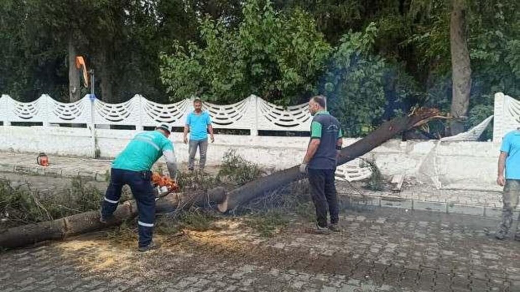 Aydın’da kuvvetli rüzgar ve sağanak: Ağaçlar devrildi, yollarda su birikintileri oluştu