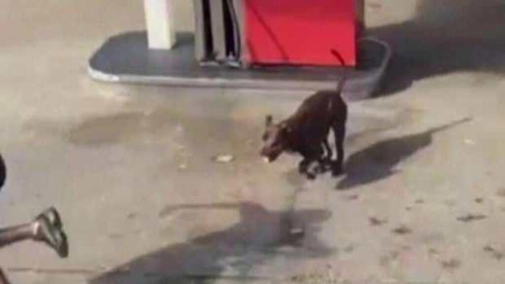 Siyasilere ‘başıboş köpek’ çağrısı: İngiltere’nin ‘önce insan’ hassasiyeti örnek alınmalı
