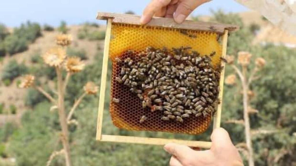 Bal üretimi artıyor! Türkiye’deki bal ormanı sayısı 752’ye ulaştı!