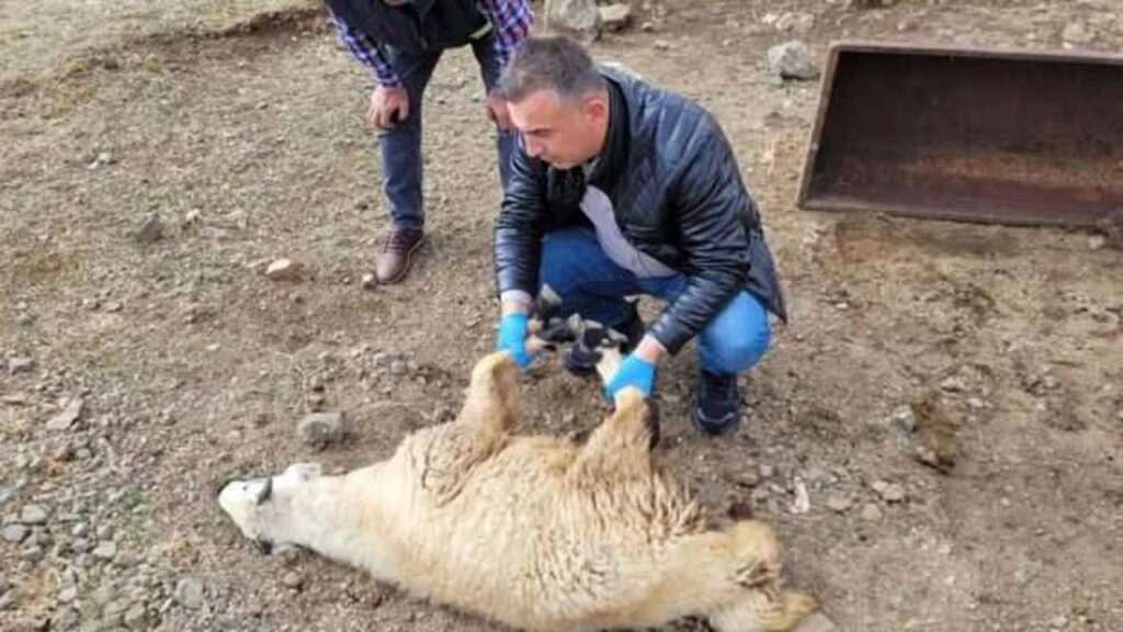 Bayburt’ta sürüye saldıran kurtlar 50 koyunu öldürdü