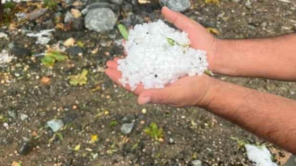Dolu yağışı zeytin ağaçlarına zarar verdi