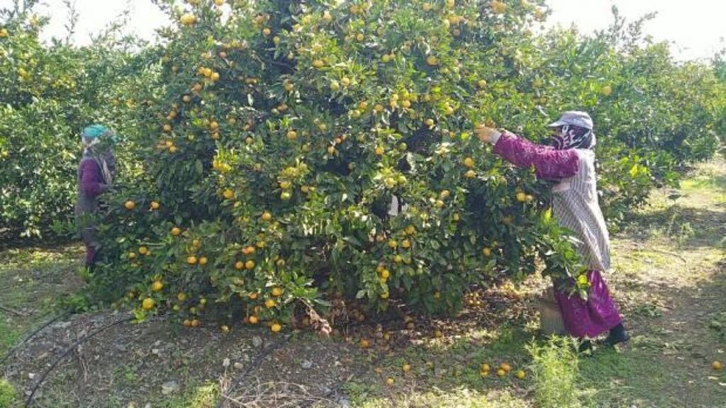 Erzin’de üreticiler narenciyeyi toplayacak işçi bulamamaktan dertli