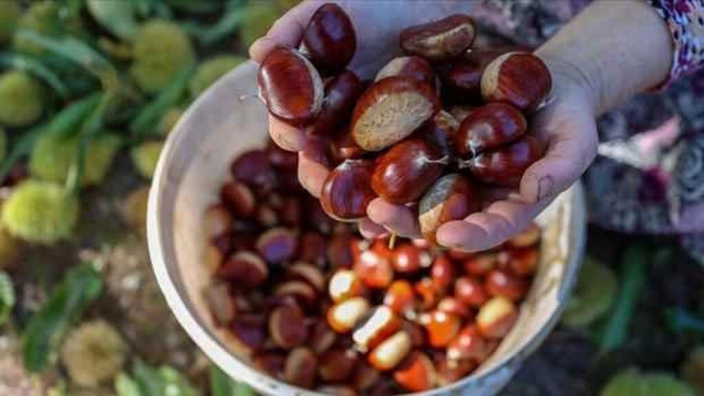 Kestane toplamak isteyen ücret ödemek zorunda!
