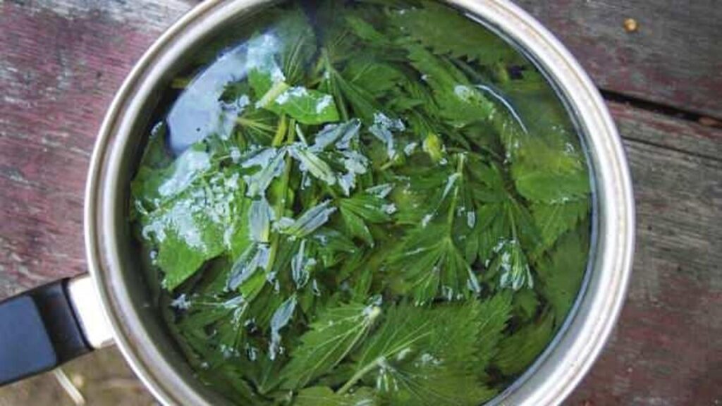 Taze ve kuru ısırgan otu çayı mucizesi! Isırgan otu çayı faydaları nelerdir, nasıl yapılır?