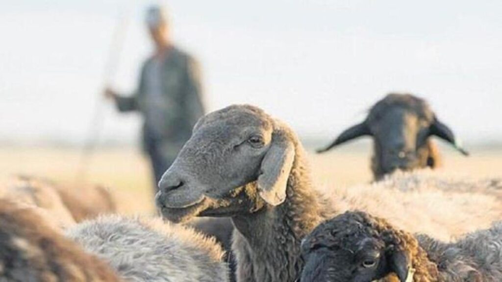 Çoban desteği 30 bin TL’ye yükseltildi