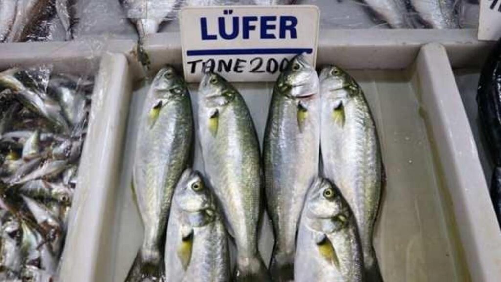 Lüferdeki bolluk fiyatlara yansıdı