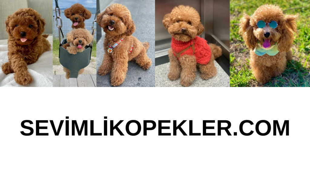 SevimliKopekler.com