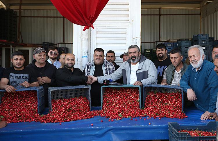 Erkenci kiraz üretim merkezi Manisa'da sezonun ilk hasadı yapıldı!