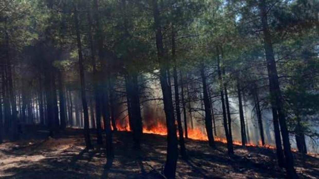 Antalya’da ormanlık alanda yangın