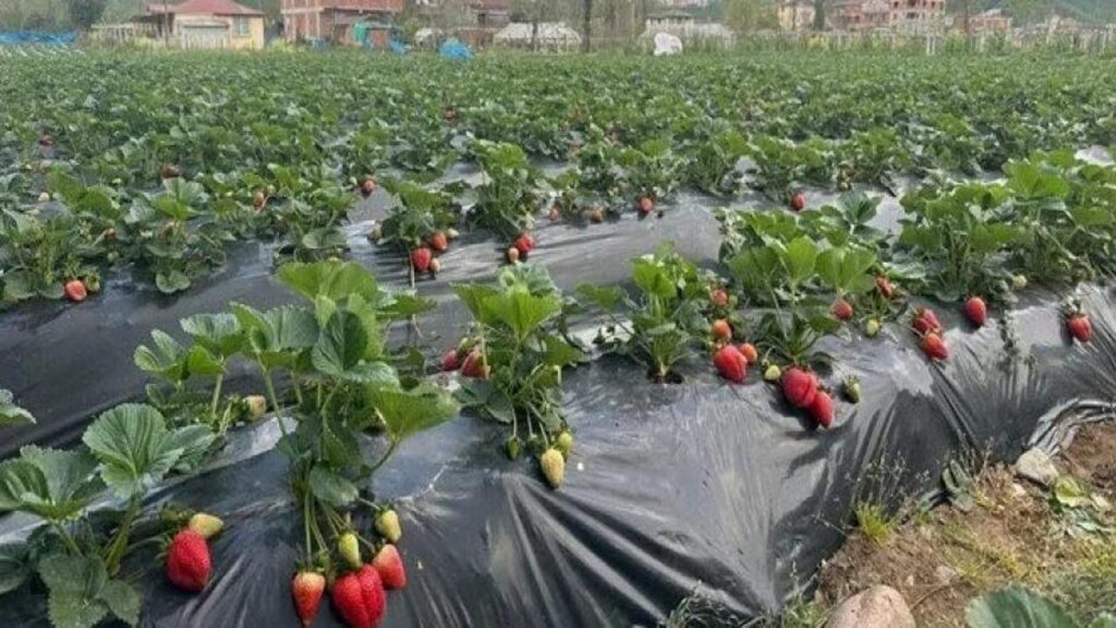 Çileğin ekonomiye katkısı 90 milyon lira