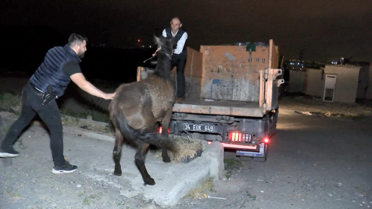 İstanbul'da at eti skandalı! Baskınla ortaya çıktı