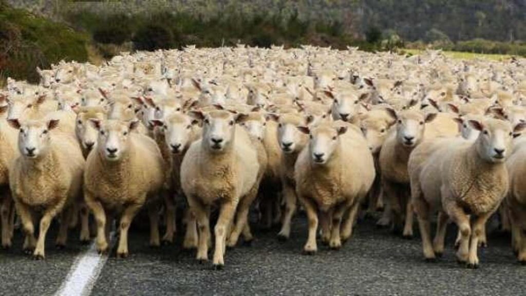 Erzincan’da 40 bin TL maaşla çoban bulamayan köylüler, sırayla yaylıma çıkıyor!
