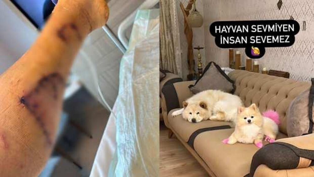 Evdeki diğer köpekten sahibini kıskanarak bacağını parçaladı