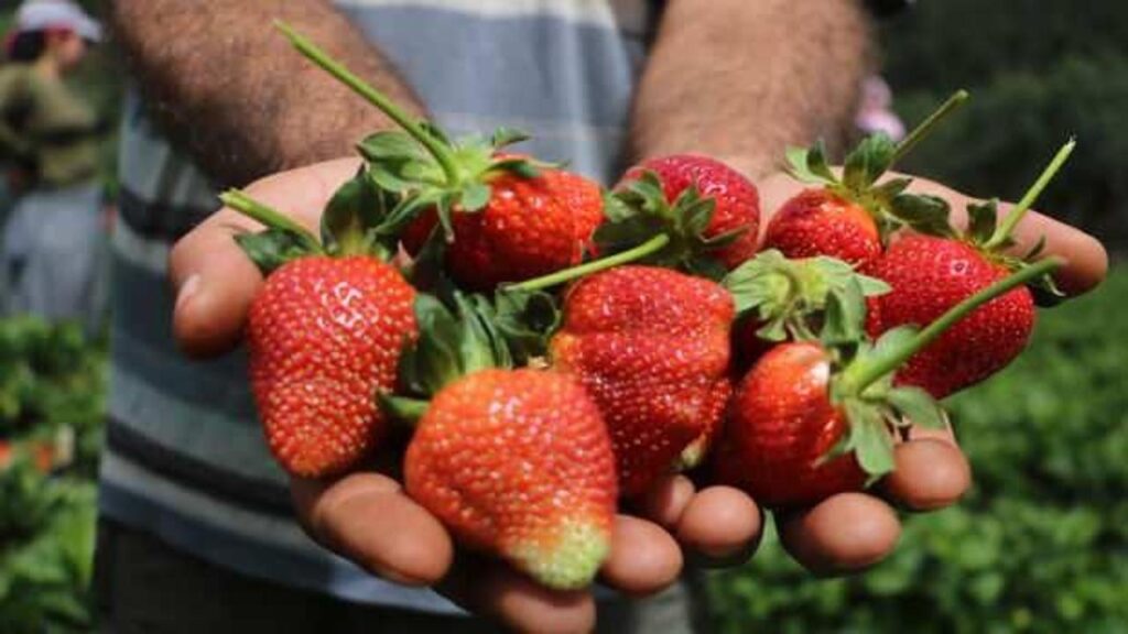Hatay’da çilek hasadı başladı: Tarladan 70 TL’ye alıcı buluyor…