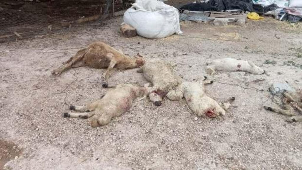 Kırşehir’de mandırıya giren kurtlar, 40 koyunu öldürdü