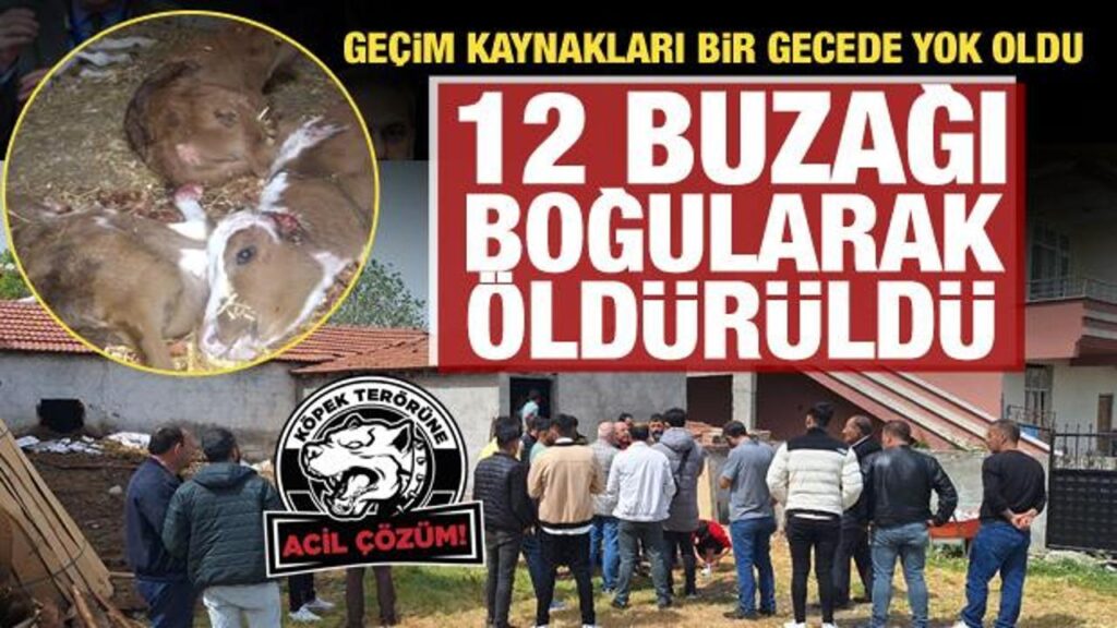 Samsun’da başıboş köpekler ahırdaki 12 buzağı ile 1 oğlağı boğarak öldürdü