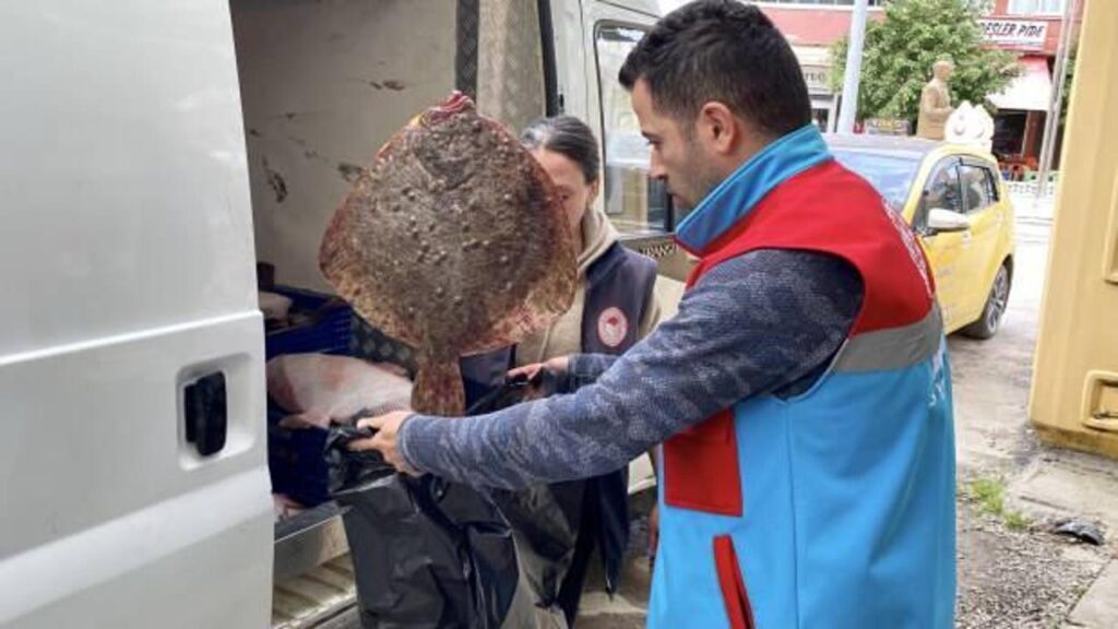 Sinop’ta kaçak yolla avlanan 340 kalkan balığı ele geçirildi