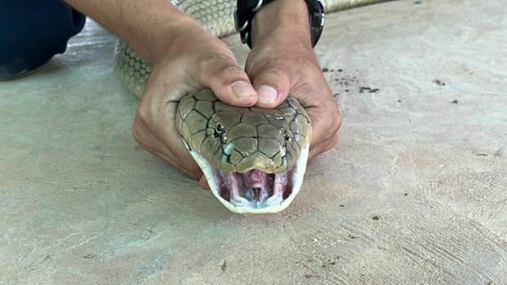 Tayland’da otomobilin kaputundan 16 kilo ağırlığında zehirli yılan çıktı