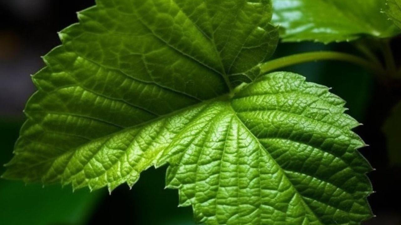 Dut yaprağının faydaları: Dut yaprağı çayı nasıl yapılır?