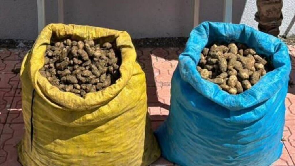 98 kilogram salep soğanı toplayan 4 kişi yakalandı