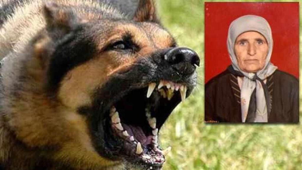 Adana’da başıboş köpek sürüsü yaşlı kadını parçaladı