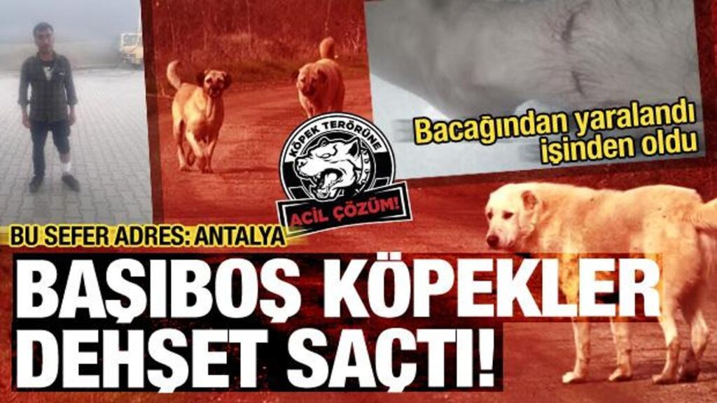 Antalya’da bir kişi başıboş köpeklerin saldırısına uğradı!